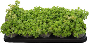 Sedum Trailing Plant – 12cm Hanging Pot