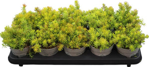 Angelina Stonecrop (Sedum reflexum) – 12cm Pot