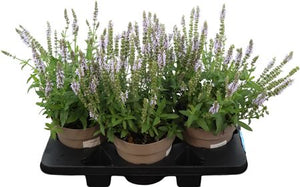 Blue Woodland Sage (Salvia nemorosa) – 19cm Pot