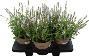 Blue Woodland Sage (Salvia nemorosa) – 19cm Pot