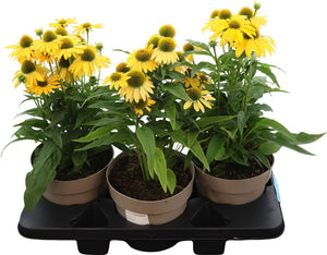 Sombrero Rose Coneflower (Echinacea) – 19cm Pot