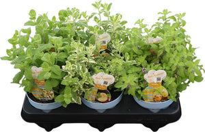 Mint Herb Plant (Mentha) – 12cm Pot