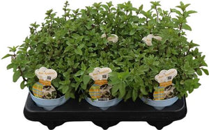 Chocolate Mint (Mentha × piperita) – 12cm Pot