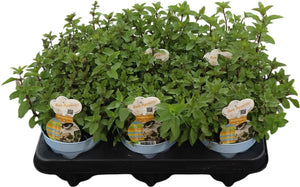 Chocolate Mint (Mentha × piperita) – 12cm Pot