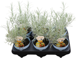 Curry Plant (Helichrysum italicum) – 12cm Pot
