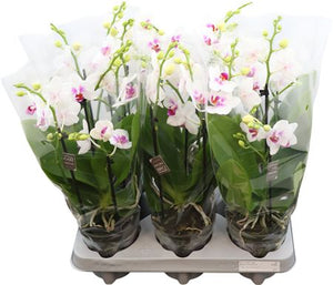 White Phalaenopsis Orchid – 12cm Pot, 40cm Tall