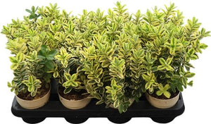 Hebe 'Katrina Blauw' – 12cm Pot, 30cm High