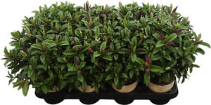 Pink Hebe 'Kirikau' – 12cm Pot, 30cm High