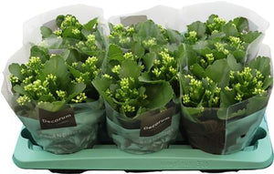Yellow Double Kalanchoe – 15cm Pot