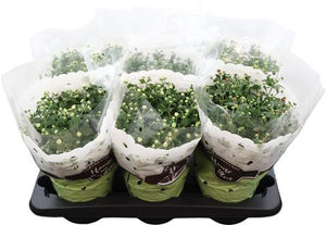 Mixed Chrysanthemum Houseplant – 15cm Pot