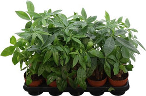 Money Tree (Pachira aquatica) – 12cm Pot