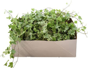 Variegated English Ivy (Hedera helix) – 13cm Pot
