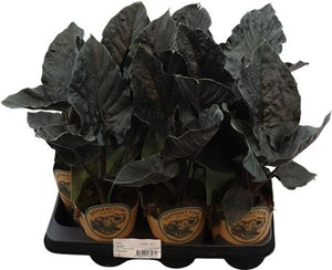 Alocasia ‘Antoro Velvet’ – 11cm Pot, 40cm High