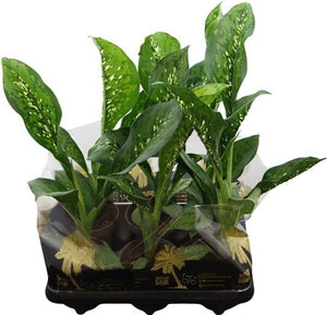 Dieffenbachia ‘Crocodile’ – 12cm Pot