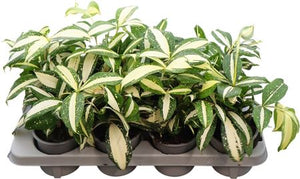 Dracaena 'Milky Way' – 12cm Pot, 25cm High