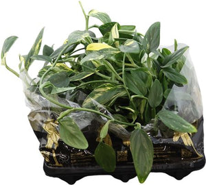 Monstera Standleyana – 12cm Pot, 45cm High