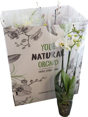 Mixed Phalaenopsis Orchid – 3 Stem, 12cm Pot