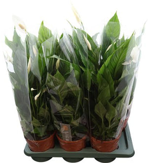 Peace Lily ‘Vivaldi’ (Spathiphyllum) – 17cm Pot