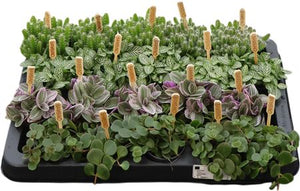 Mixed Mini Houseplant – 5.5cm Pot