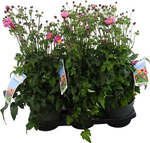 Anemone ‘Emmy Roze’ – 19cm Pot, Approx. 65cm High