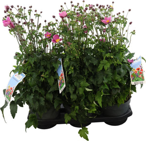Anemone ‘Emmy Roze’ – 19cm Pot, Approx. 65cm High