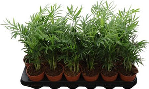Parlour Palm (Chamaedorea elegans) – 9cm Pot