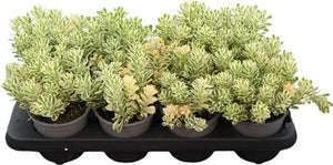 Sedum 'Atlantis' – 13cm Pot