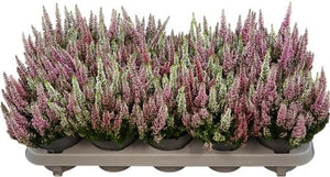 Calluna vulgaris ‘Beauty Ladies First’ Trio – 11cm Pots