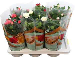 Mixed Rose Plant (Rosa) – 17cm Pot, 40cm High