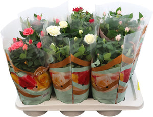 Mixed Rose Plant (Rosa) – 17cm Pot, 40cm High