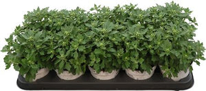 White Silver Ajania (Ajania pacifica) – 12cm Pot