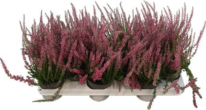 Red Heather (Calluna vulgaris) – 11cm Pot
