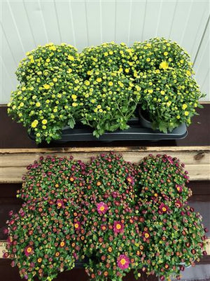 Mixed Chrysanthemum (Chrysanthemum indicum) – 13cm Pot