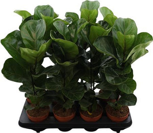 Fiddle Leaf Fig ‘Bambino’ (Ficus lyrata) – 12cm Pot