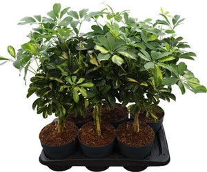 Dwarf Umbrella Tree (Schefflera arboricola) – 17cm Pot