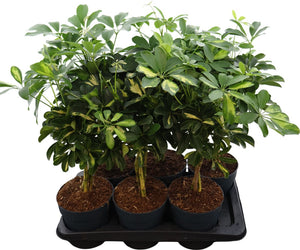 Dwarf Umbrella Tree (Schefflera arboricola) – 17cm Pot