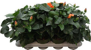 Red Hibiscus (Hibiscus rosa-sinensis) – 13cm Pot