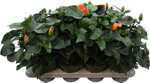 Red Hibiscus (Hibiscus rosa-sinensis) – 13cm Pot