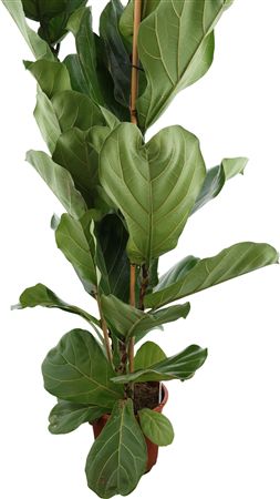 Fiddle Leaf Fig (Ficus lyrata) – 24cm Pot, 155cm Tall