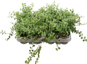 Ficus White Sunny – 9cm Pot