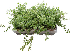Ficus White Sunny – 9cm Pot