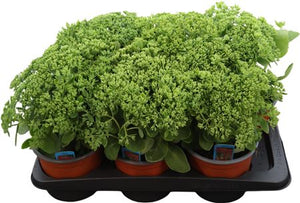 Autumn Joy Stonecrop (Sedum 'Herbstfreude') – 17cm Pot