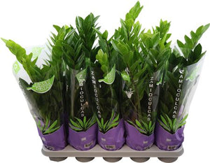 ZZ Plant (Zamioculcas zamiifolia) – 12cm Pot
