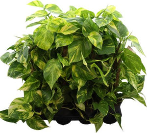Golden Pothos (Epipremnum aureum) – 15cm Pot