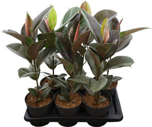 Ficus Elastica ‘Pink Camouflage’ – 17cm Pot