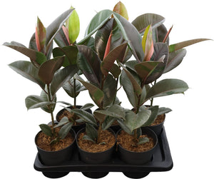 Ficus Elastica ‘Pink Camouflage’ – 17cm Pot