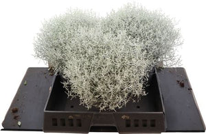 Cushion Bush (Leucophyta brownii) – 23cm Pot