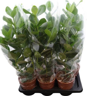 Clusia ‘Princess’ – 17cm Pot, Approx. 80cm Tall