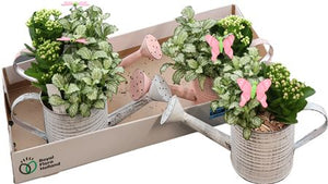 Indoor Watering Can Arrangement – 31cm Zinc Pot