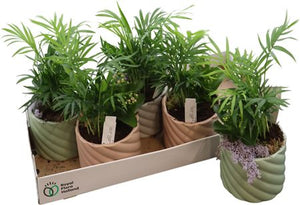 Mixed Indoor Plant Arrangement – 14cm Ceramic Pot